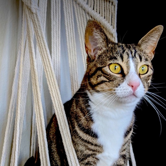 ✨🌌 Organic Cat Nip infused Macrame Cat  Bohostyle Beds🌌 - Picture 3 of 13